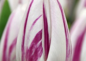 Tulipa Flaming Flag ® (4)